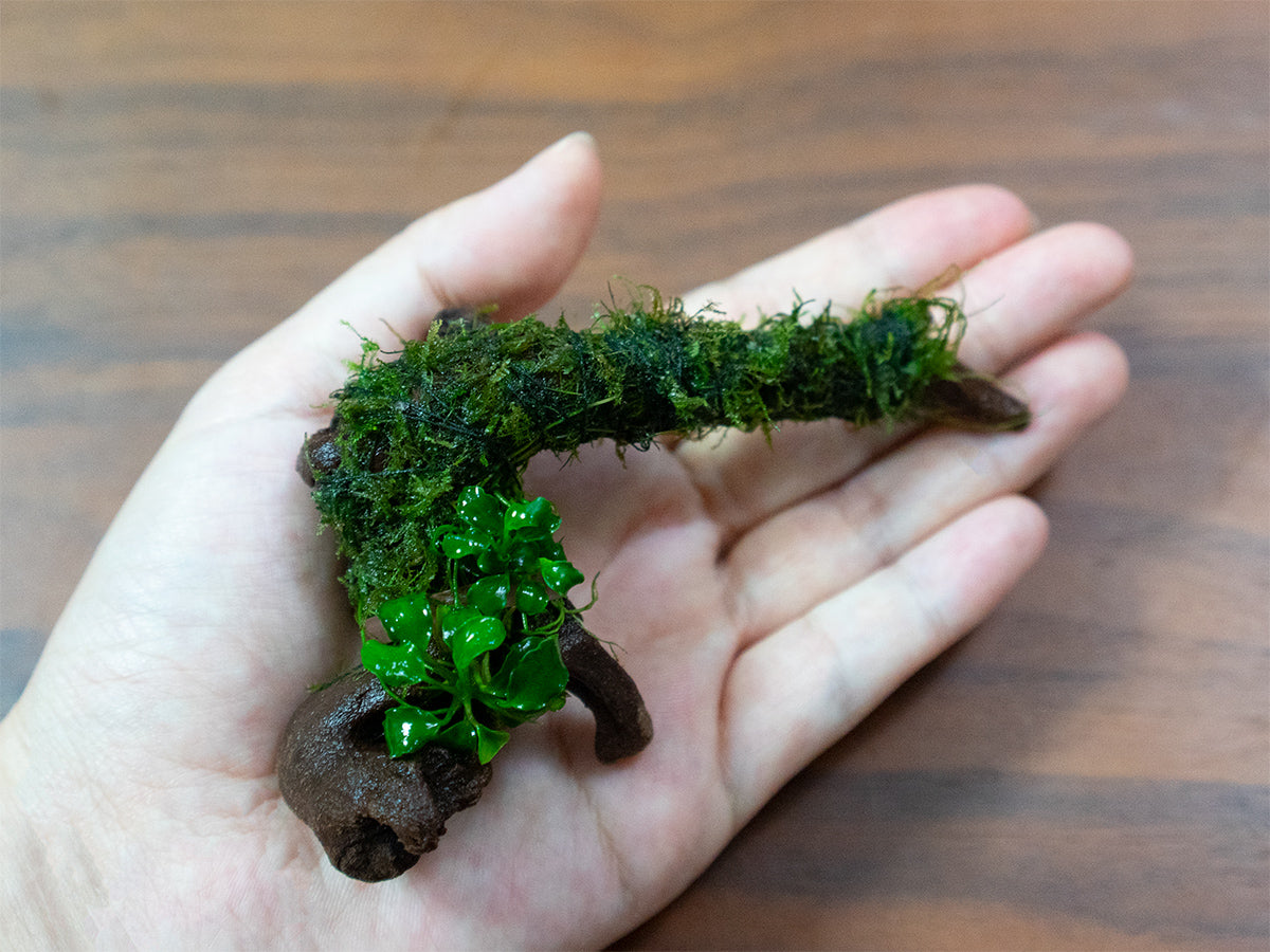 プチ流木3本セット – PINTOオンラインストア