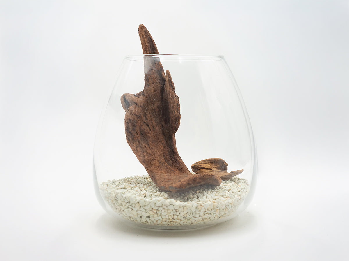 流木指定グラスアクアリウムセット TEAR003 – PINTOオンラインストア